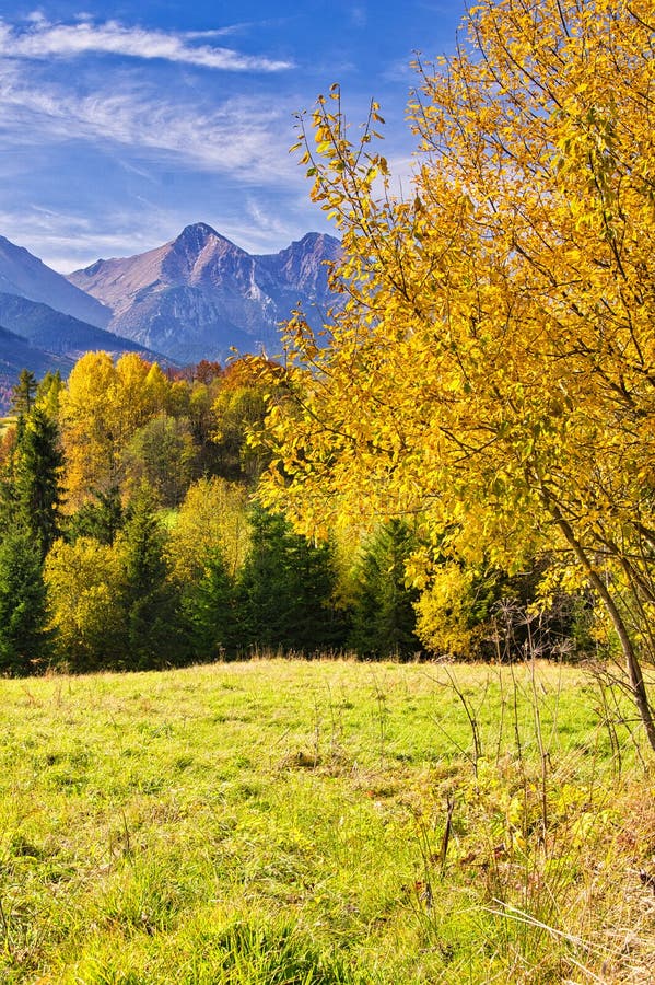 Fall coloured trees near Zdiar village under Belianske Tatras mountains during autumn