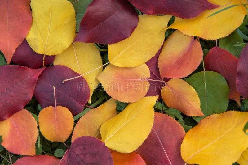 Fall colourful autumn leaves close up, macro, background