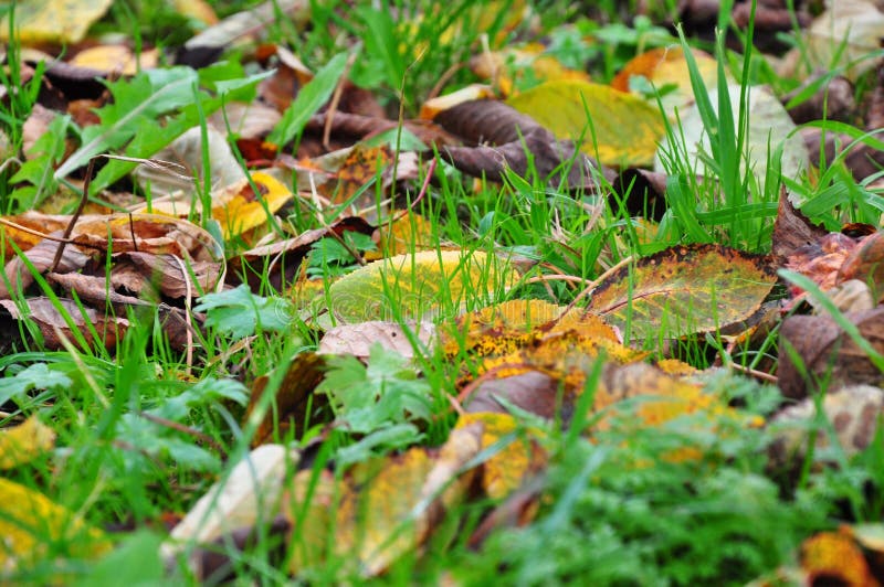 Fall colroed leaves in grass royalty free stock image