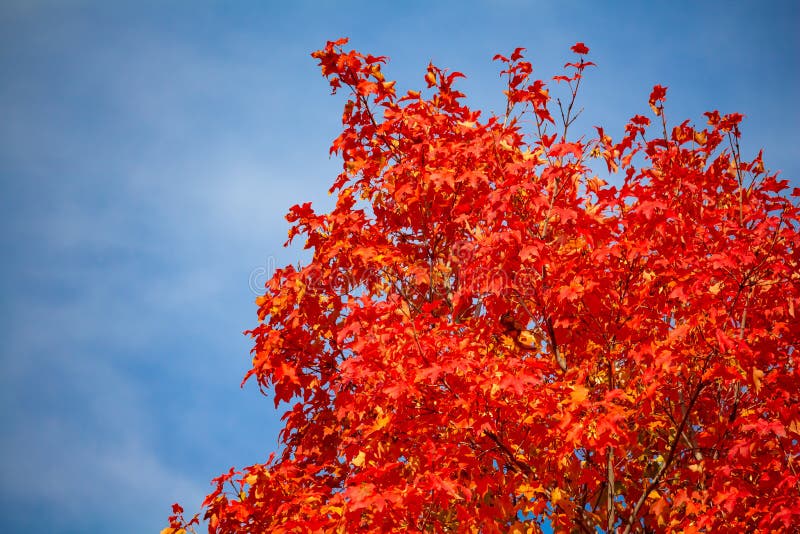 Fall Flames Reaching for the Sky. Autumn leaves on a maple tree have turned bright red, offering a sharp contrast against a blue sky, change, natural, color, calm, nature, leaf, fall, orange, plant, foliage, scenic, outdoors, sunlight, isolated, single, canada, copy, space, environment, branches, background, season, botany, colors, autumnal, october, backgrounds, garden, colorful, warm, beautiful, top, fiery, vibrant, seasonal, lush, crisp