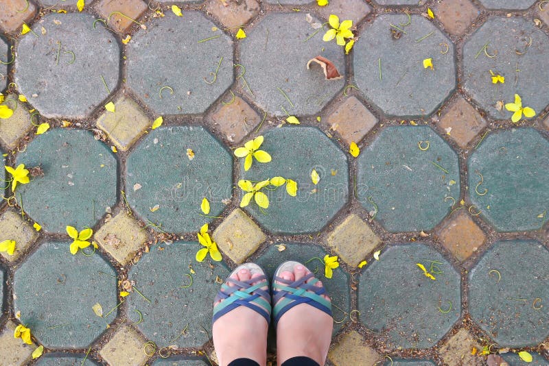 Fall Flower Or Golden Shower Cassia Flower Stock Image Image Of Foo