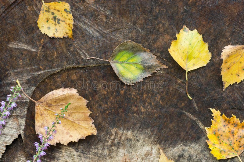 Fall Flowers and Leaves on Wooden Background Stock Image Image of