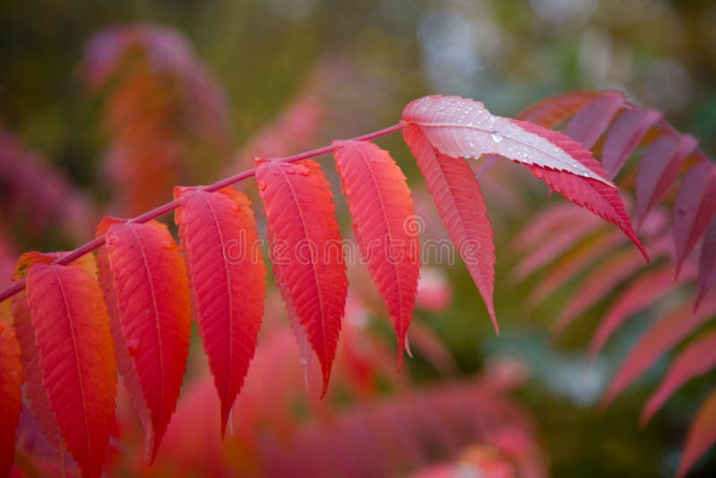 Fall Foliage