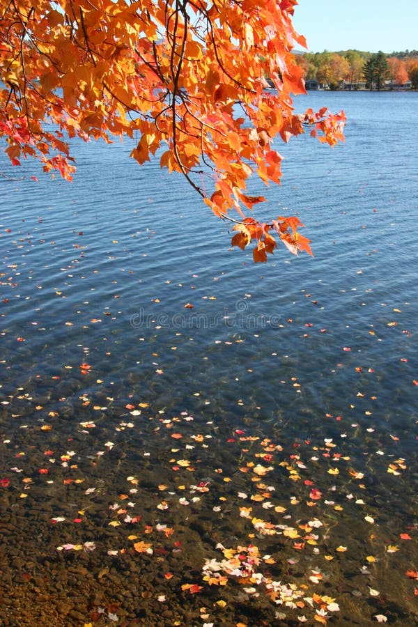 Fall foliage