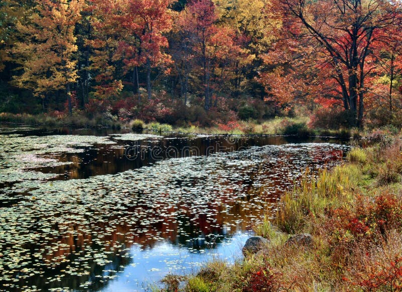 Fall Foliage, New York State Stock Photo Image of states, united 8364934
