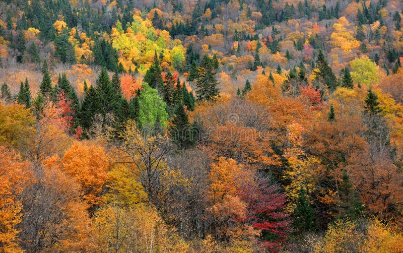Fall Foliage in Quebec Mountains Stock Photo Image of scenery, lawn