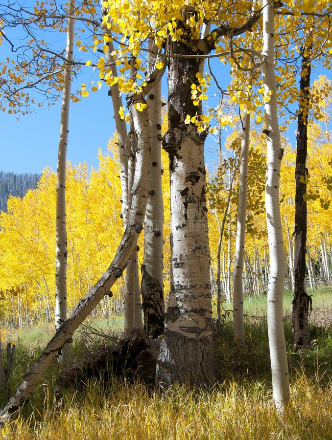 Fall Foliage on Yellow Aspen Trees Showing Off Their Autumn Colors