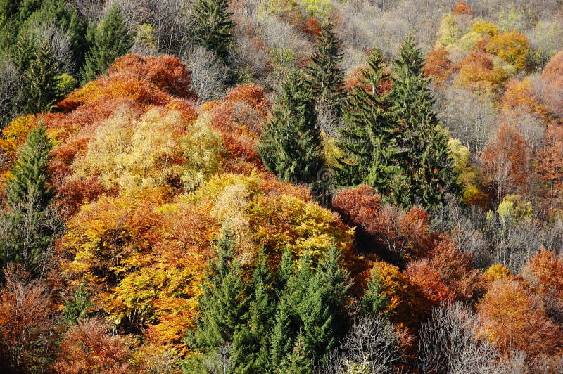 Fall forest