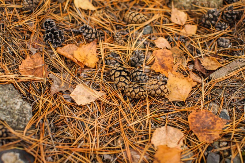 Fall forest floor of pine needles, cones and dry barks of tree. Top view of dry forest litter in coniferous forest