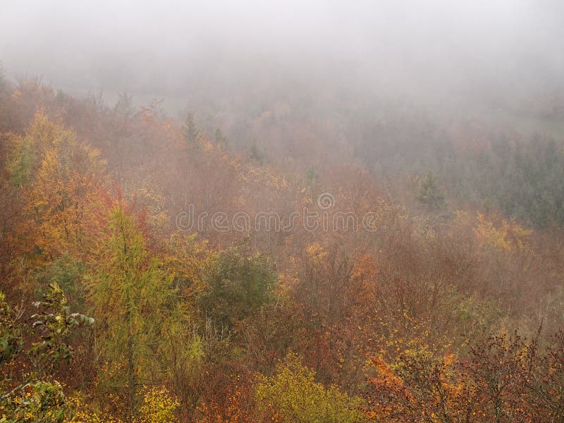 Natural Orange Colors Of Fall Forest Foggy Scenery Stock Photo Image