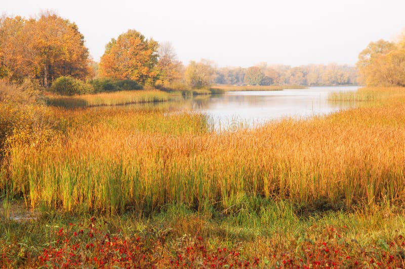 Fall forest, fog, morning, evening, bright yellow sun.