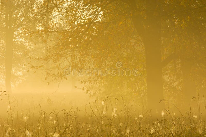 Fall forest, fog, morning, evening, bright yellow sun.