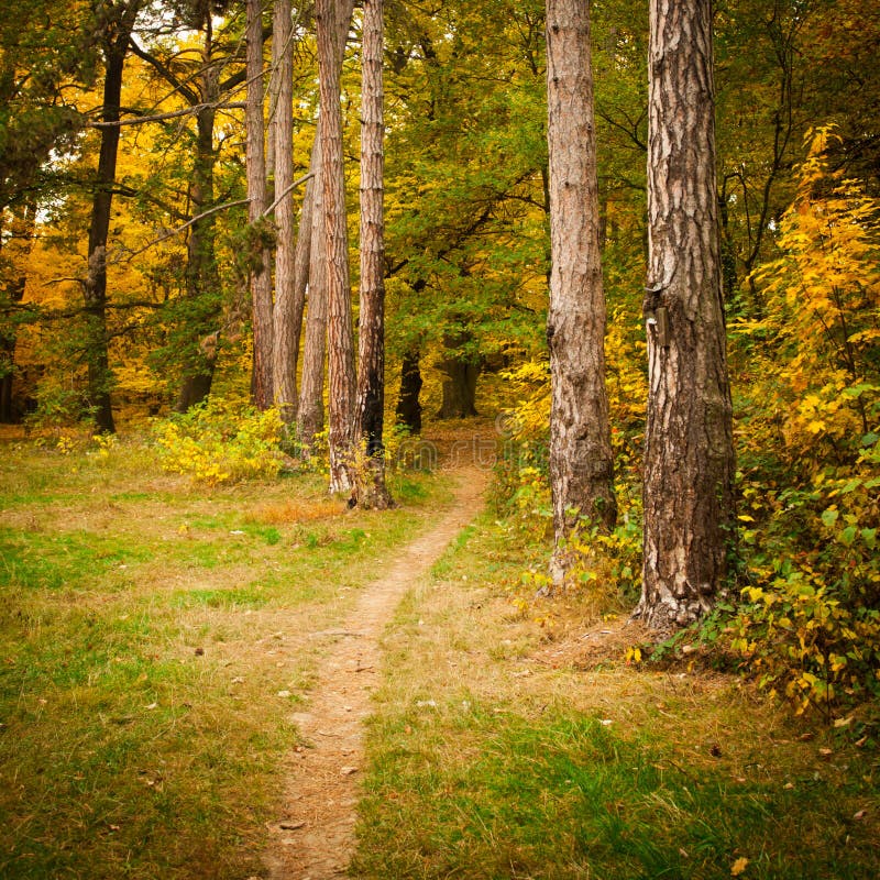 Fall forest stock image. Image of path, background, green 35383337