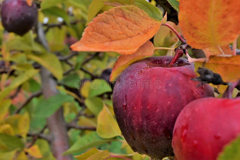 Juniper berries stock photo. Image of fruit, fall, healthy 53238096