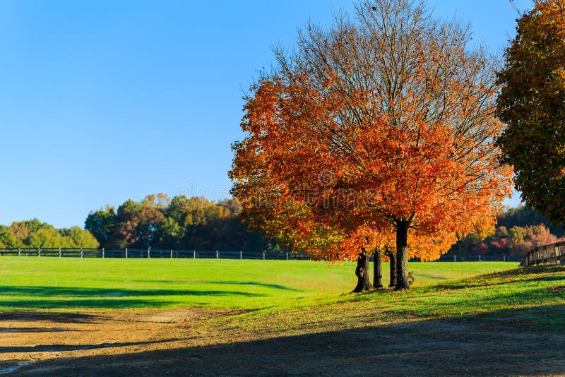 Fall horse farm in Northern Virginia. Morning sun on a horse farm in Northern Virginia, with trees, pasture, grass and fencing stock image Fall horse farm in Northern Virginia. Morning sun on a horse farm in Northern Virginia, with trees, pasture, grass and fencing stock image