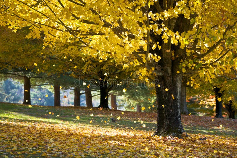 Fall-Laub-Gelb-Ahornblätter vom Herbst-Baum lizenzfreie stockfotos Fall-Laub-Gelb-Ahornblätter vom Herbst-Baum lizenzfreie stockfotos