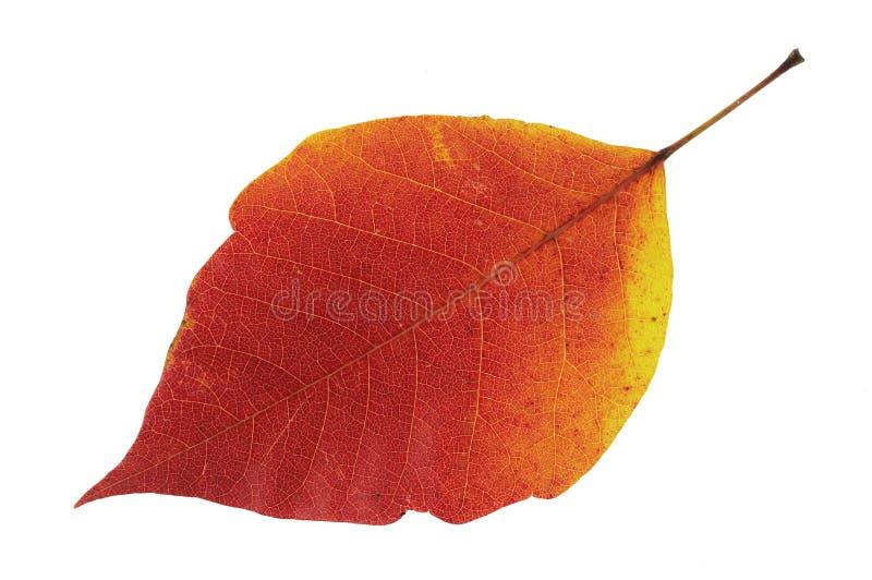 Fall leaf stock photography