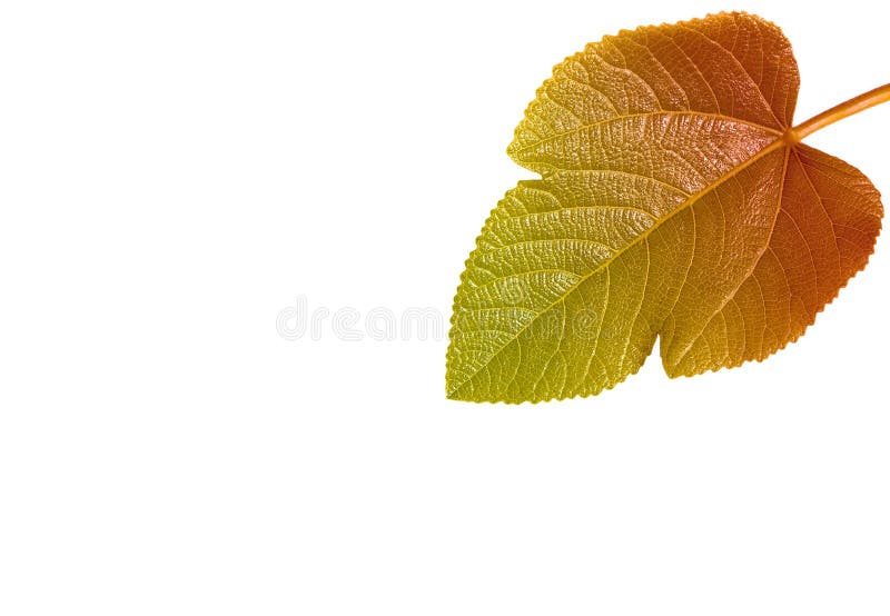 Leaf with color gradient. Leaf with color gradient