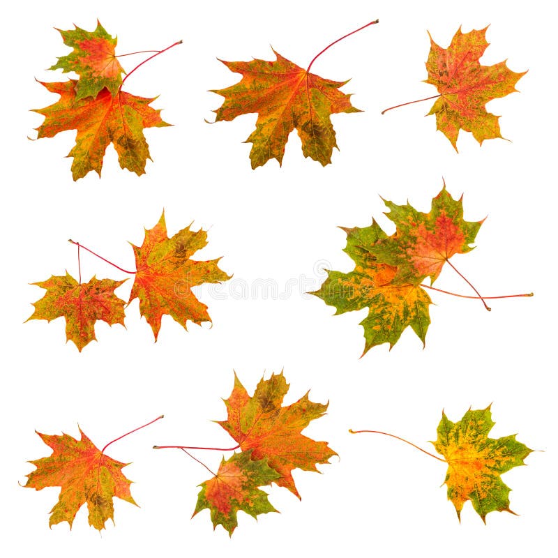 Fall leaf maple leaves set collection. Colorful autumn leaves isolated on white background royalty free stock photo