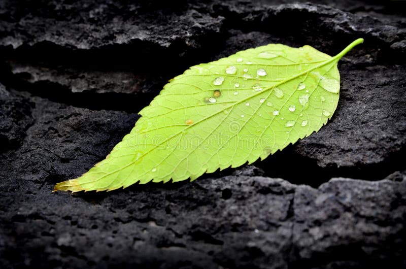 Fall Leaf with Water Drops on Black Rock Stock Image Image of green