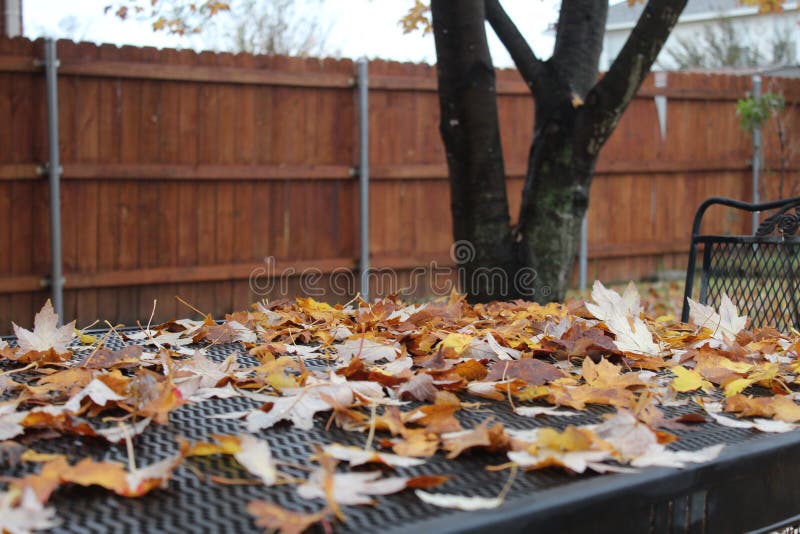 Fall Leave Decorate Backyard Picnic Table Stock Image Image of cover