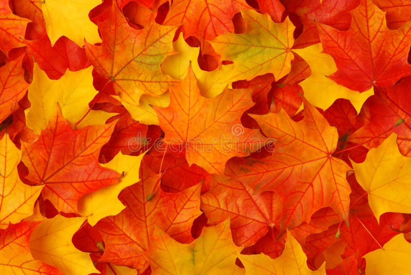 Červená a žlutá podzim javorových listů.