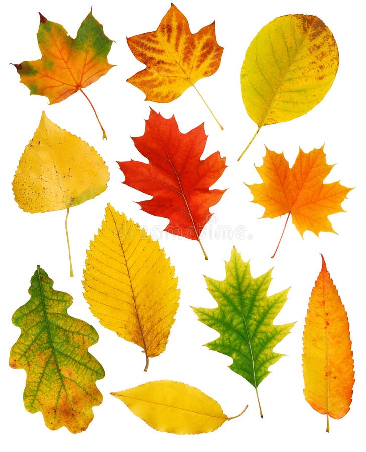 Caduta colorate foglie isolato su sfondo bianco.