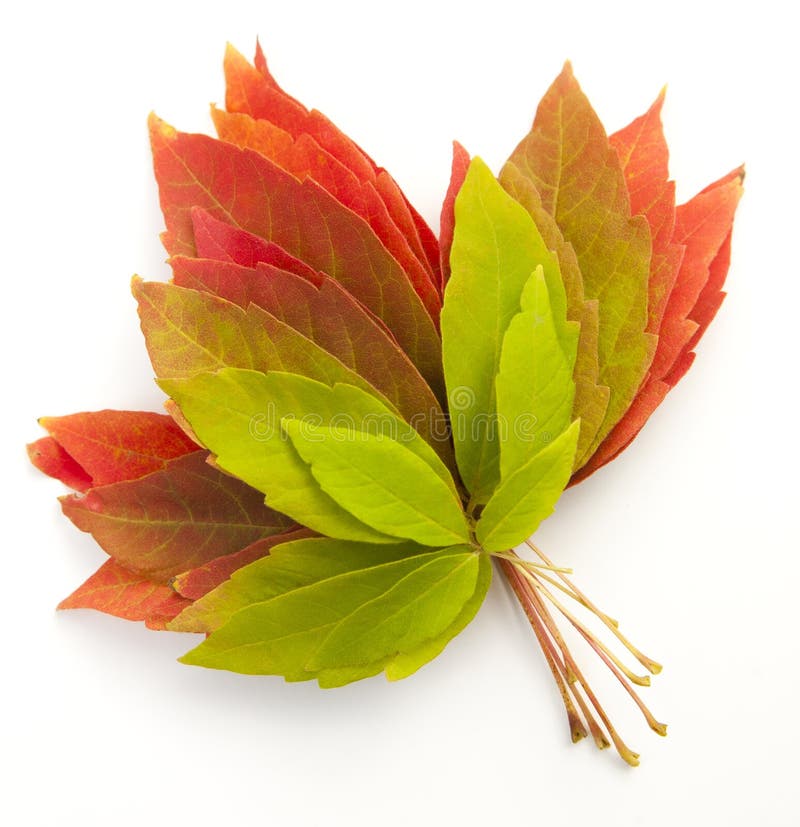 Fall leaves royalty free stock photo