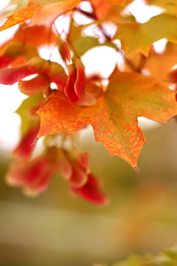 Fall leaves stock image
