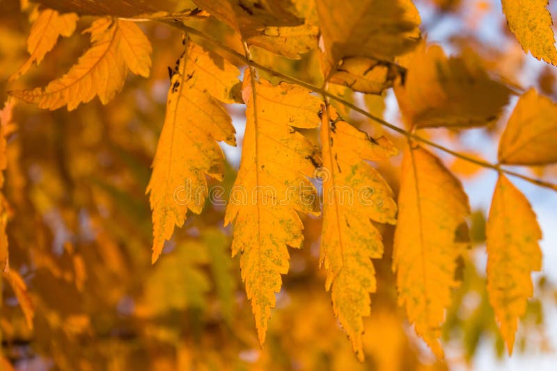 Fall leaves