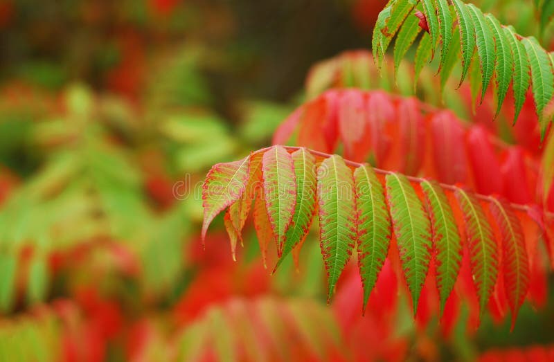 Fall leaves