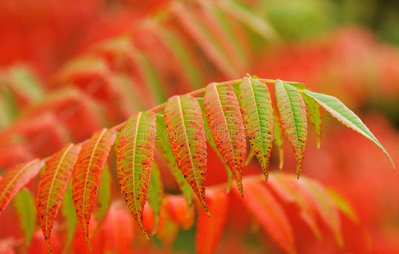 Fall leaves