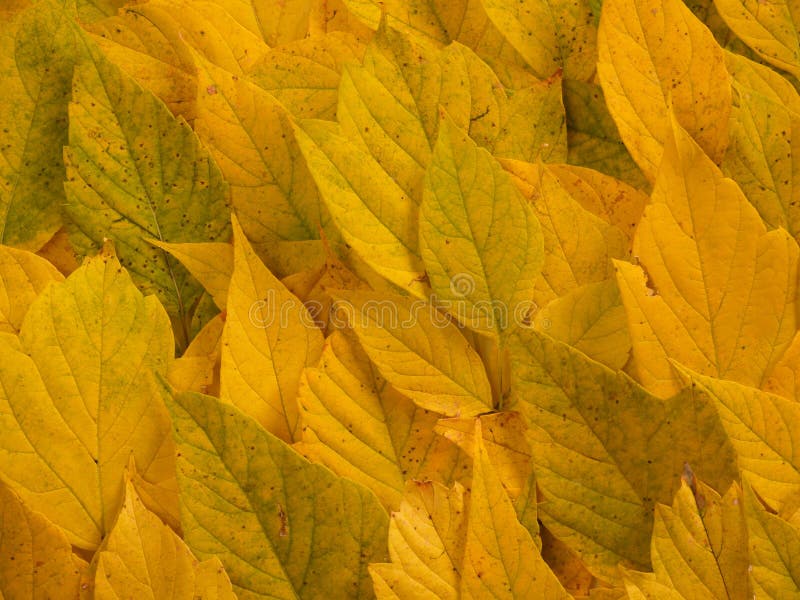 Fall leaves royalty free stock photo