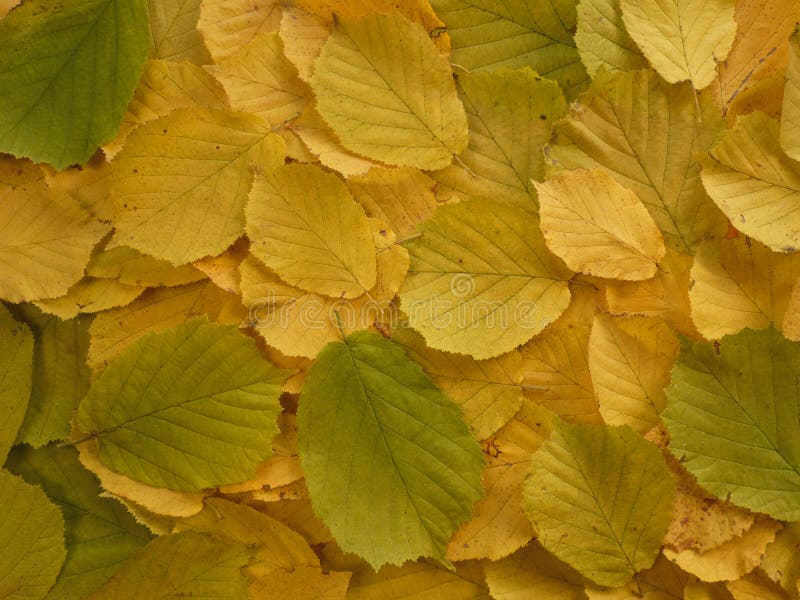 Fall leaves royalty free stock image