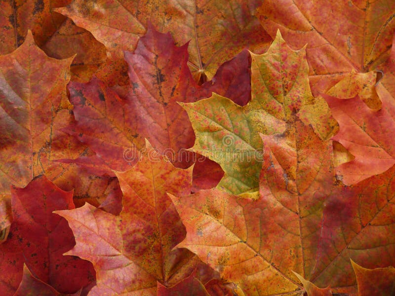 Fall leaves stock images