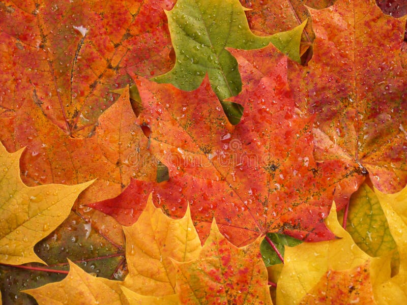 Fall leaves royalty free stock photo