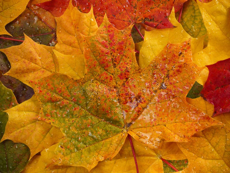 Fall leaves royalty free stock photos