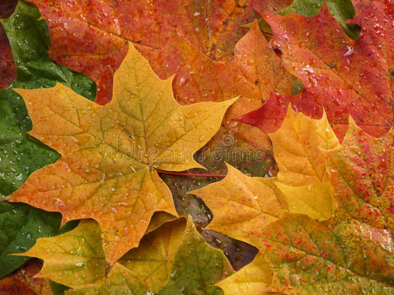 Fall leaves stock photography