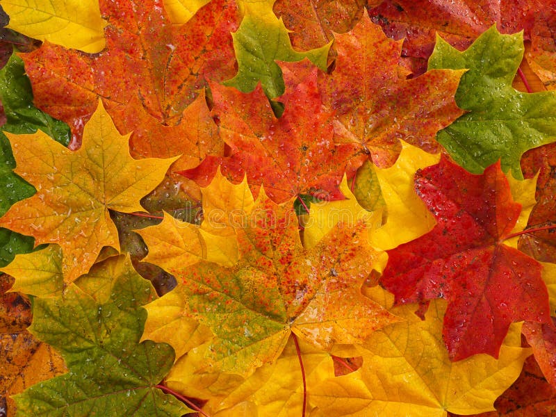 Fall leaves royalty free stock photography