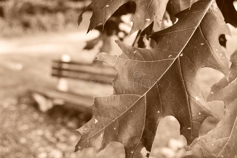 Jeseň list v popredia lavice padlý listy v.