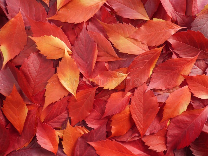 Fall leaves stock photo. Image of colored, texture, yellow 55189966