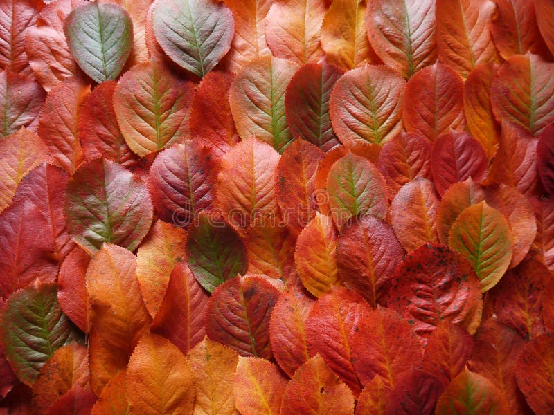 Fall leaves royalty free stock photos