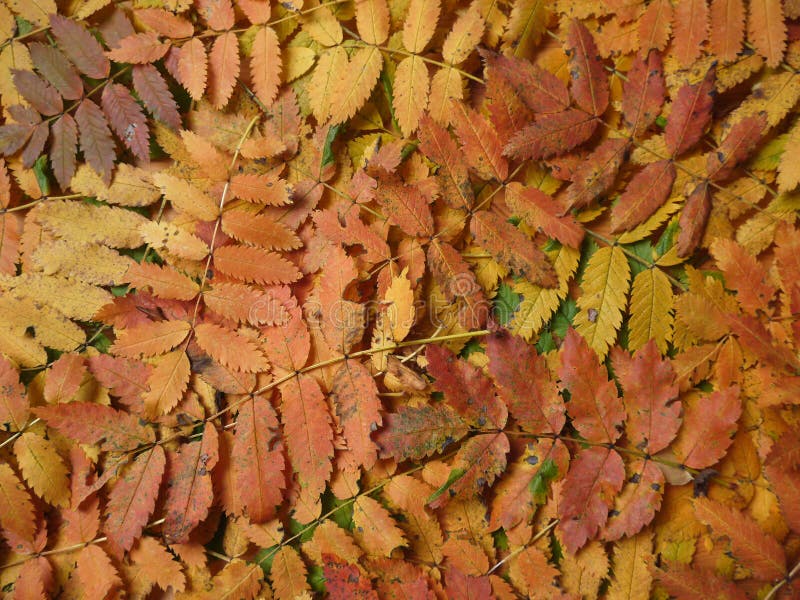 Fall leaves royalty free stock photos