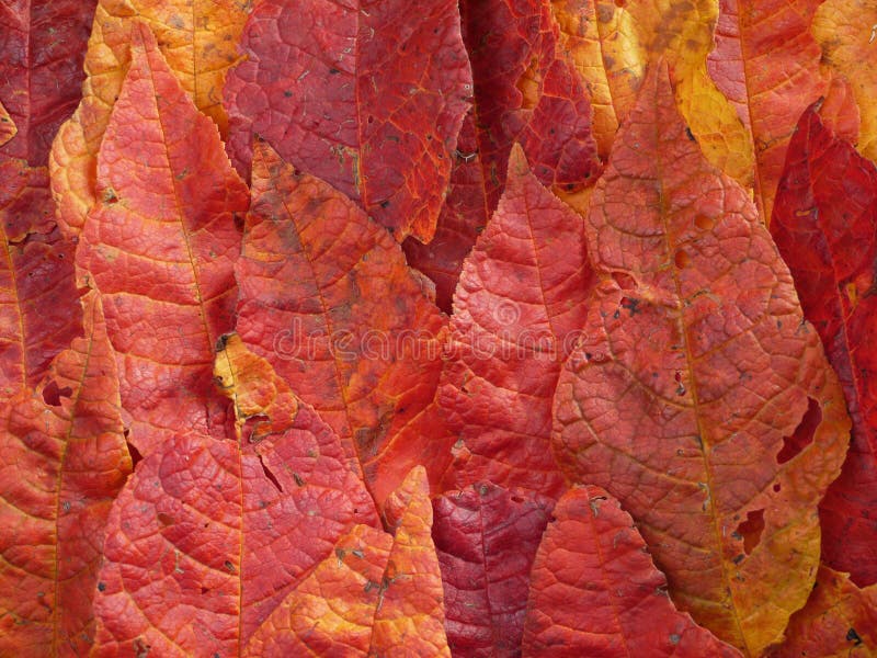 Fall leaves stock photos