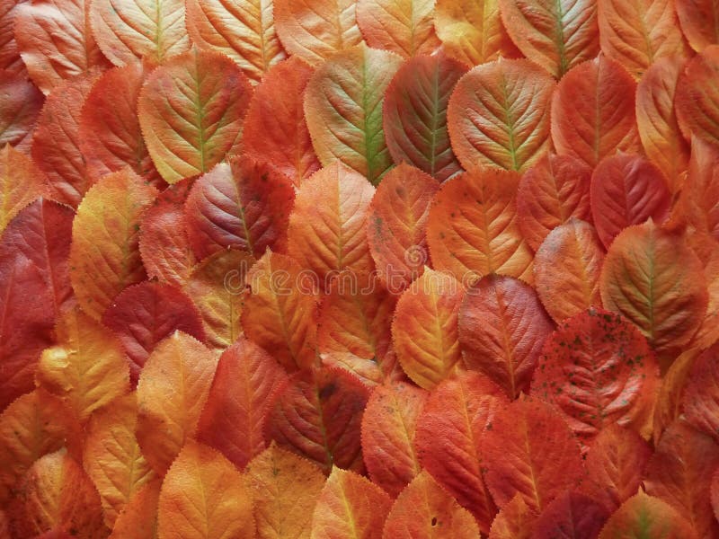 Fall leaves royalty free stock photos
