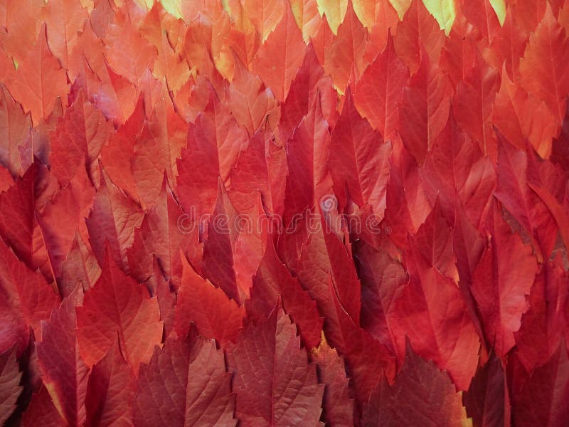 Fall leaves royalty free stock photos