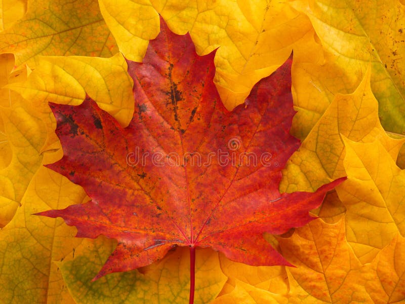 Fall leaves stock image