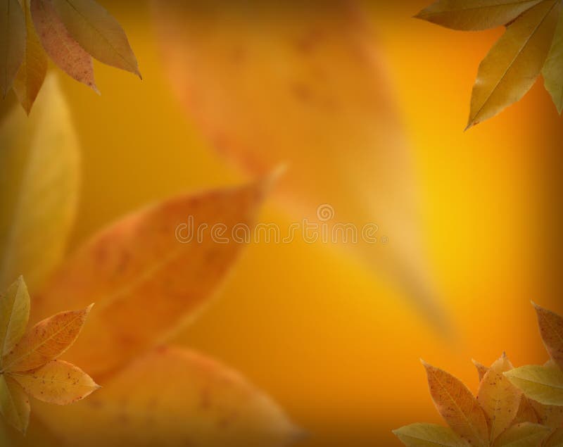 Gold Fall Leaves Stock Photos and Pictures - 442,507 Images