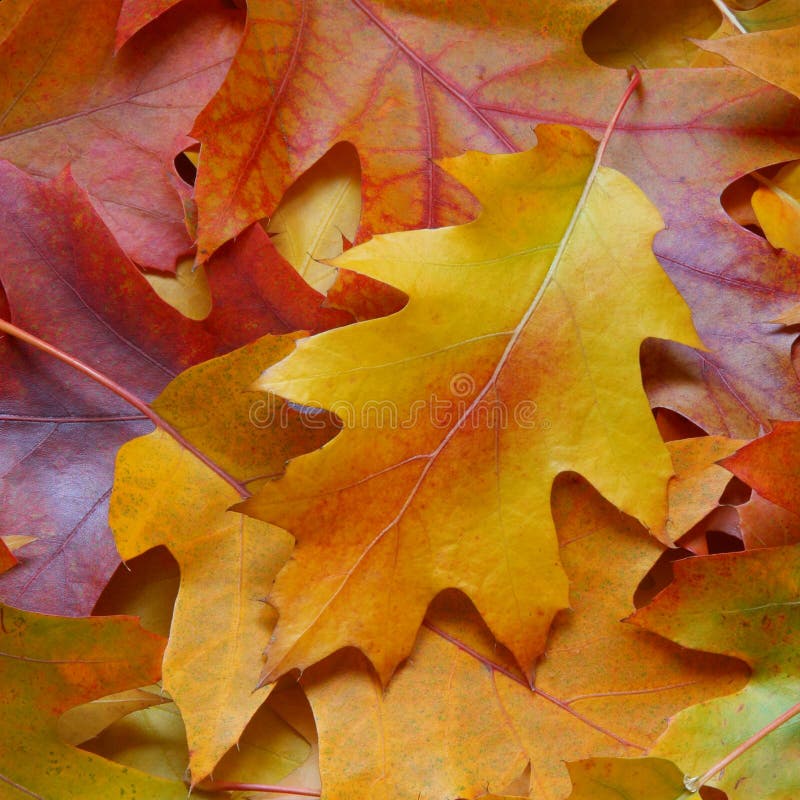 Fall leaves background - yellow autumn oak leaf on orange backdrop. Fall leaves background - yellow autumn oak leaf on orange backdrop