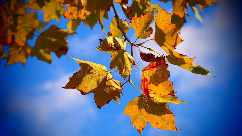 Why Do Leaves Change Color in the Fall? - Coastal Interpretive Center